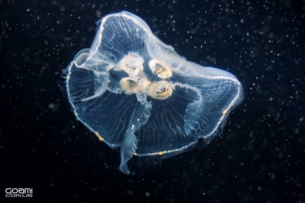 Фотовиставка Діми Goami